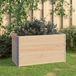 Maison Exclusive - Jardinières surélevées, 3 pièces, 50x100 cm, pin massif