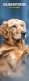 Magnet & Steel Golden Retriever Kalender 2027 Slimline Wandkalender Dieren 42 cm x 2112 cm