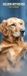 Magnet & Steel Golden Retriever Kalender 2027 Slimline Wandkalender Dieren 42 cm x 2112 cm
