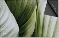 Dietrix Inductie Beschermer - 65x52cm - Leaves - Wit/Groen