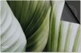 Dietrix Inductie Beschermer - 65x52cm - Leaves - Wit/Groen