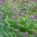 Arborix Tricyrtis 6 x Tricyrtis Hirta - Paddelelie pot 9x9cm