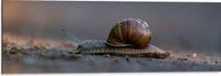 Merkloos / Sans marque Foto op Aluminium - Donkerbruine Glibberige Slak - 90x30 cm