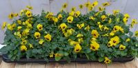 Warentuin natuurlijk Bosviolen Violen geel 12 stuks in bak Viola Warentuin Natuurlijk