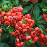 Merkloos / Sans marque Boomenplant.be Vuurdoorn - Pyracantha cocc. 'Red Column' 50-60 cm