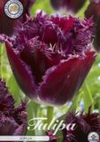 Dutch Finest Quality Gorilla Fringed Tulpenbollen 10 stuks bolmaat 12+