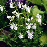 Arborix Viola 6 x Viola Odorata 'Alba' - Viooltje pot 9x9cm