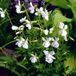 Arborix Viola 6 x Viola Odorata 'Alba' - Viooltje pot 9x9cm