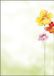 Sigel A4 Kopieer- en printpapier, 90 g/m², Multi-kleur/Wit