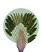 Komar Wandfoto - Botanical Garden Pinnate Palm - 40 x 50 cm