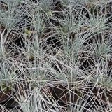 Arborix 6 x Festuca Glauca 'Uchte' - Zwenkgras pot 9x9cm