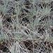 Arborix 6 x Festuca Glauca 'Uchte' - Zwenkgras pot 9x9cm