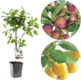 Plantenwinkel.nl Prunus domestica Duo-Pruim | 2 pruimen op 1 stam | patio | Paarse pruimen | Fruitboom | 90 cm hoog