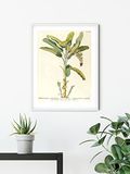Komar Muurschildering - Rainforest Sapling - Grootte: 50 x 70 cm - Poster, kunstdruk, decoratie, woonkamer, slaapkamer (zonder lijst)