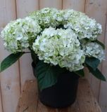 Warentuin Natuurlijk Hortensia Hydrangea wit 40 cm