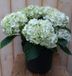 Warentuin Natuurlijk Hortensia Hydrangea wit 40 cm