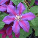 Arborix Clematis 'Mrs N. Thompson' - Bosrank 50-60 cm in pot