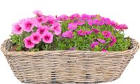 Van der Leeden Balkonmand - ovaal - rotan gevlochten - 46 x 22 x 17 cm - bloemen/planten mand - schuttingmand - hangmand - plantenpot - bloempot