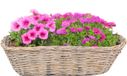 Van der Leeden Balkonmand - ovaal - rotan gevlochten - 46 x 22 x 17 cm - bloemen/planten mand - schuttingmand - hangmand - plantenpot - bloempot