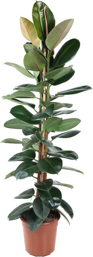 Goed &amp; Groen - Ficus Elastica Robusta - Rubberboom - XL -↨ 170cm - Potmaat 27 - Exclusieve Kwaliteit Planten - Kamer Plant - Kamerplanten - Sfeer - Interieur
