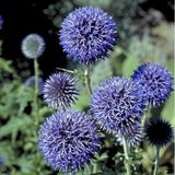 Arborix Bol 6 x Echinops Ritro - Kogeldistel pot 9x9cm
