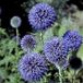 Arborix Bol 6 x Echinops Ritro - Kogeldistel pot 9x9cm
