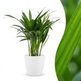 Green boutiQ Areca Lutescens Goudpalm Kamerplant - 45cm Hoog - Pot 12cm