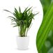 Green boutiQ Areca Lutescens Goudpalm Kamerplant - 45cm Hoog - Pot 12cm