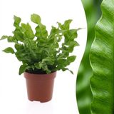 Plantenboetiek.nl Asplenium Crispy Wave - Asplenium Crispy Wave - 290-305cm - Ø12cm