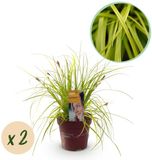 Green boutiQ Carex oshimensis Everillo Siergrassen - Geel - 2 Planten - Bladhoudend - Weinig Onderhoud - Pot 17cm Hoogte 50cm
