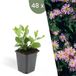 Plants by Frank | 48 Asterplanten | Aster ageratoides 'Asran' | Winterharde bodembedekker planten | tuinplanten | Winterharde vaste planten meerjarig | Winterharde tuinplanten