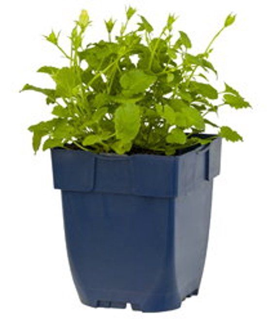 Griffioen Campanula carp. 'Weisse Clips'
