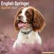 Avonside Engelse Springer Spaniel Kalender 2027