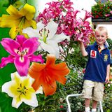 DUTCH BULBS Lelie Bloembollen Winterhard - Lilium Mix - 15 stuks - Meerkleurig