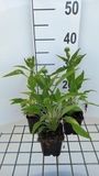GRDplanten Bol 6x Zonnehoed - Echinacea purp. Sunrise | 9x9 cm pot