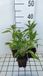 Bol 6x Echinacea purp. Sunrise | pot 9x9 cm