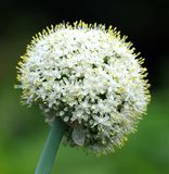 6x Allium hybrida 'Mount Everest' Pot 9x9cm - Fleurs blanches
