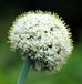 6x Allium hybrida 'Mount Everest' Pot 9x9cm - Fleurs blanches