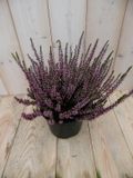 Warentuin Natuurlijk 2 stuks! Heide Calluna roze GROOT