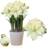 Merkloos / Sans marque Amaryllis Bol - Marilyn - Bloembollen - 1 stuk - Wit