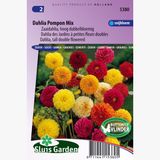 Merkloos / Sans marque Sluis Garden Dahlia Pompon Mix