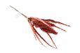 Nataluna MOD.235 tak glitter, 28 x 22 cm, rood, zoals afgebeeld