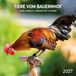 Tiere Tushita PaperArt GmbH Tiere vom Bauernhof / Farm Animals 2027