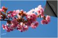 Dietrix Inductie Beschermer 60x52 - Bloemen en Planten - Bloesem in boom