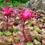 Arborix 6 x Sedum Spurium 'Purpurteppich' - Vetkruid pot 9x9cm
