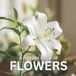 A Independently Published A Picture Book of Flowers