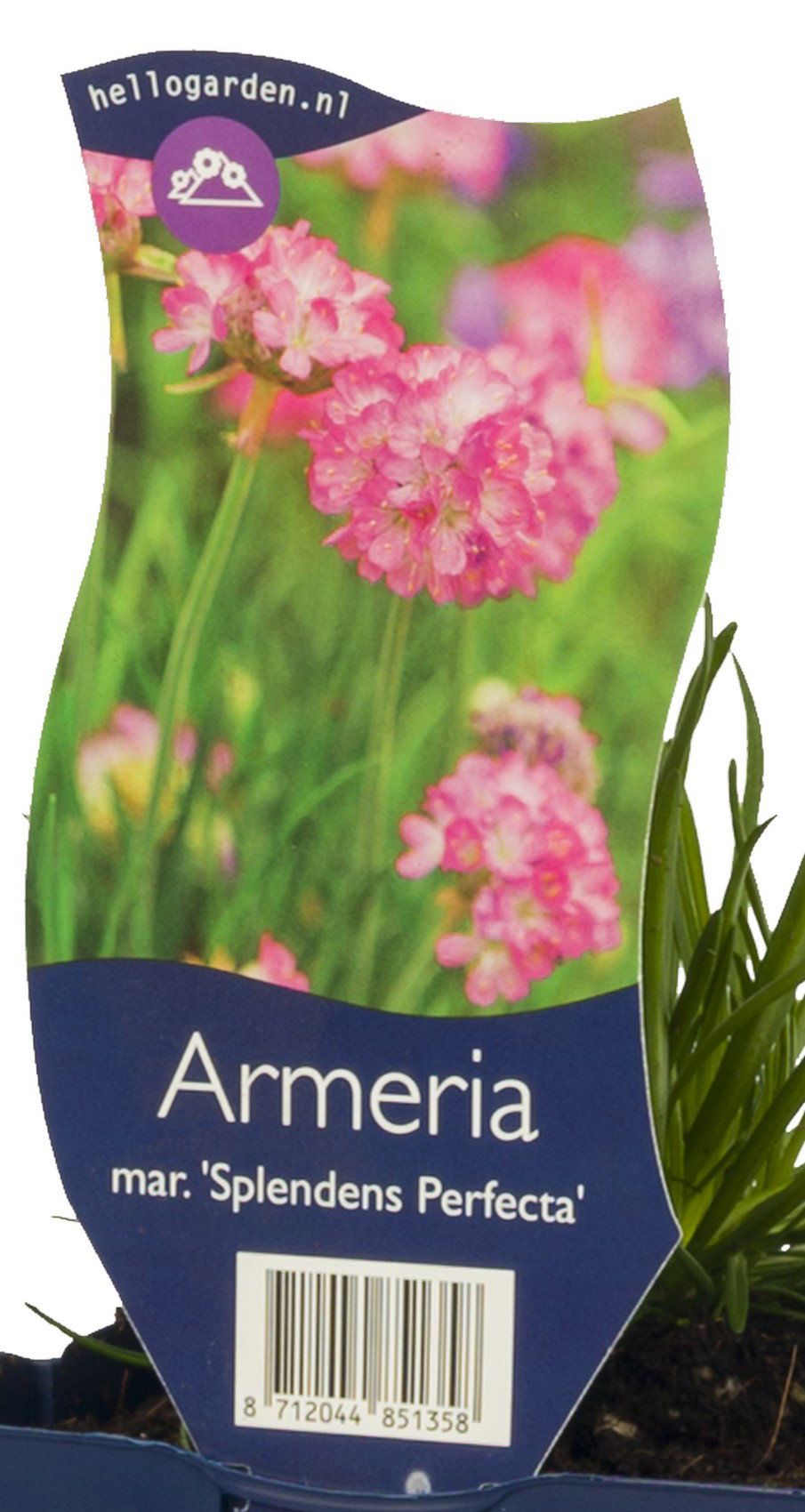 Griffioen Armeria mar. Splendens Perfecta vaste plant