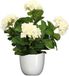 Mica Decorations Hortensia kunstplant/kunstbloemen 45 cm - wit - in pot wit glans - Kunst kamerplant