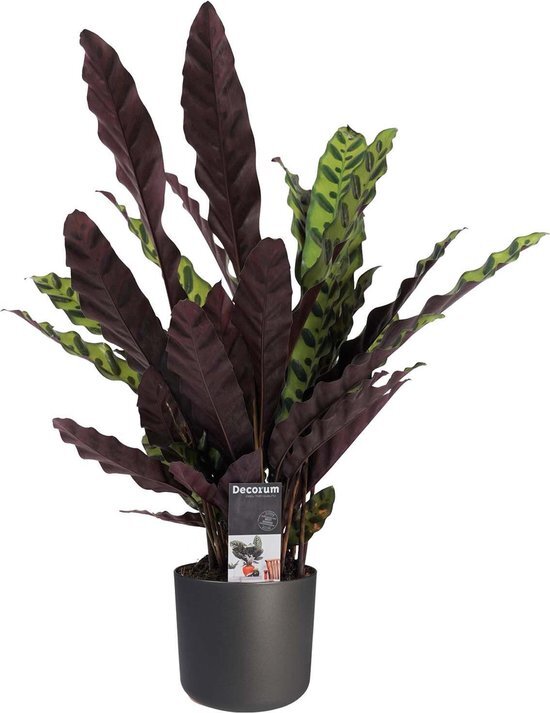 Calathea Insigne met Elho B.for soft antracite ↨ 55cm - hoge kwaliteit planten