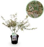 Plantenboetiek.nl Japanse Esdoorn - Acer palmatum Iyoshi - Roze - Bladverliezend - Ø25cm - 60-70cm hoog - Tuinplant